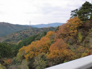 油山登山道の吊橋から見る紅葉の画像