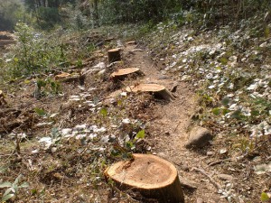 登山道の人工林の伐採跡（切株）の画像
