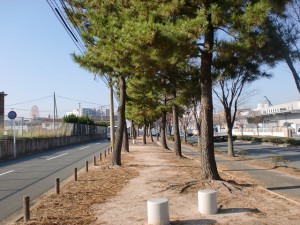 長崎街道・赤坂海岸（高浜）の松並木の画像