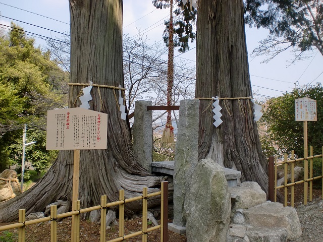 武雄神社の夫婦檜の画像