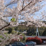 加茂ゆらりんこ橋駐車場の桜の画像