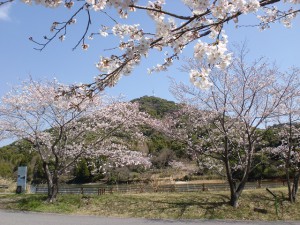 日ノ沢池の桜並木から見る日ノ隈山の画像
