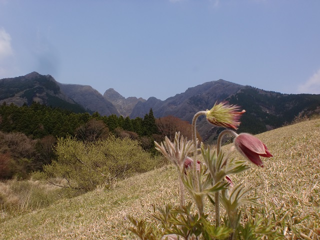大戸尾根登山口から見る根子岳とオキナグサの画像