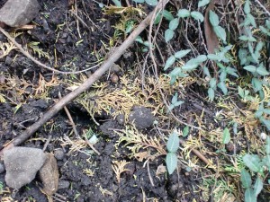 人工林の根元に落ちているヒノキの枯葉の画像