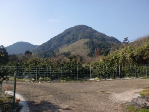 両子山登山道入口手前のミカン畑の分岐の画像