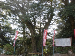 大聖寺の日本一のイヌマキの木の画像