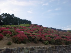 長串山つつじ公園のツツジの画像