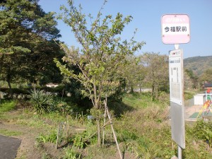 今福駅前バス停（松浦市乗合バス）の画像