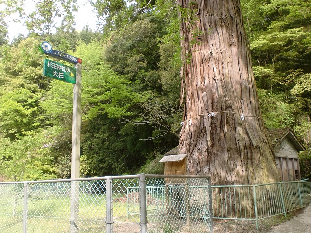 杉王神社の大杉（竜王山登山口）の画像