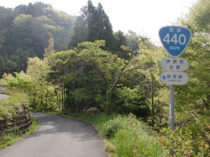 国道440号線の地芳峠に向かう旧道の画像