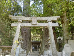 熊野神社の二本杉（県道263号線沿い・香川県）の画像