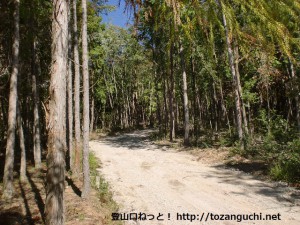 北浦神社宝殿右側の林道