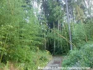 鴻応山の牧登山口手前の竹林の林道